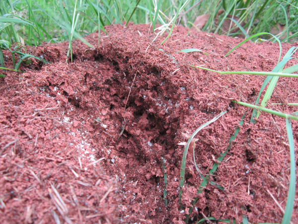 公園、社區(qū)、校園等公共場所進行有效紅火蟻防制
